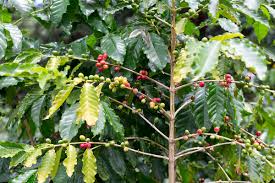 It doesn't matter if the ecosystem is a natural one or an agricultural one. Kona Coffee Wikipedia