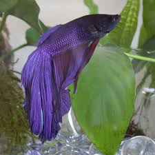 Learn about 10 different fish that can live with betta fish as friendly companions. Betta Fish Supplies List 15 Items You Need For A Betta Setup Pethelpful By Fellow Animal Lovers And Experts