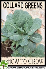 While common collard greens (brassica oleracea spp.) are fairly well known, especially to southern cooks, you may be surprised to know a giant, treelike version of the plant exists. Collard Greens How To Grow Care