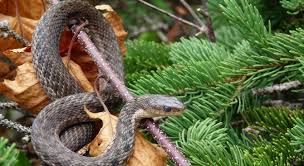 Вид носатая гадюка (vipera ammodytes, болг. Nameriha Pepelyanka V Morskata Gradina Vv Varna Obshestvo Novini Bg