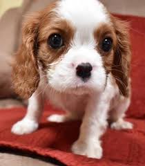 Love comes in small bundles of fur. Cavalier King Charles Spaniel Puppy For Sale Adoption Rescue For Sale In San Diego California Classified Americanlisted Com