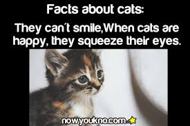 Read facts #20 from the story random & interesting warrior cat facts by pure_awesomness83 (megan ) with 11,705 reads. Facts About Cats Gif On Imgur