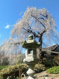 Shofuso Picture Of Shofuso Japanese House And Garden Philadelphia Tripadvisor