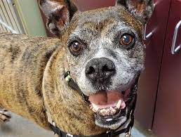 Preventive dental care can help ensure your dog's overall health as they get older and save you money on professional cleanings or oral surgery to fix neglected tooth problems. Preventive Dental Care Preventive Dentists