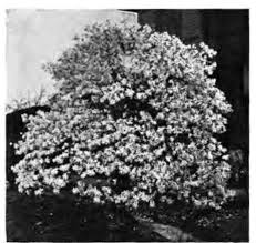 The flowers are monoecious, opening with or before the leaves. Flowering And Ornamental Trees Continued