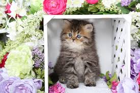 For sale new litter white doll face persian kittens to reserve: Golden Kittens Shaded Golden Persian Kittens Chinchilla Golden Persian Kittensdesigner Persian Kittens For Sale Luxury Kittens 660 292 2222 660 292 1126 Shipping Available