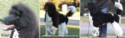 The poodle is likely a result of crosses between several types of european water dogs, and gradually developed into its own distinct breed. About Darcy S Family Darcy The Parti Poodle