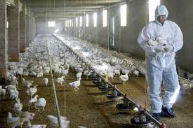Las autoridades sanitarias chinas han informado este martes de que han detectado el primer caso mundial de gripe aviar h10n3 en humanos y han avanzado que el riesgo de propagación a gran escala es extremadamente bajo. Frryjj5 Hysuxm