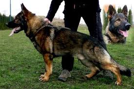 Male and female caucasian shepherd, they are huge can be use for security or for breeders. Pawsitively Powerful What Are Some Examples Of German Shepherd
