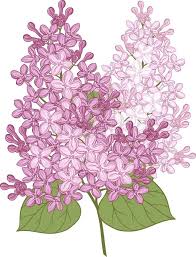 Lilac bushes can grow as tall as 20 feet. Vector Flowers Of Lilac Illustration Stock Vector Colourbox