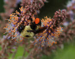 Image result for Indigofera cylindracea