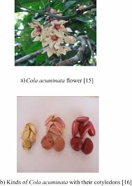 Image result for Cola mossambicensis