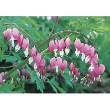 A group for pictures of bleeing heart flowers. 2 Gallon In Pot Bleeding Heart L3481 In The Perennials Department At Lowes Com
