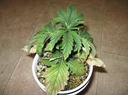 Check spelling or type a new query. 5 Surprising Signs Of Overwatering Grow Weed Easy