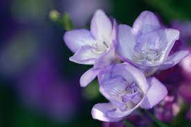 Freesia X Hybrida Flower Hoodie Best Flower Wallpaper
