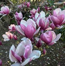 Check spelling or type a new query. Wedding Flowers For Every Season