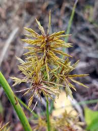 Image result for Cyperus mollipes