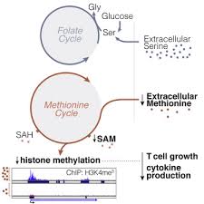 Ideal shopping centre & co ltd rue saint françois xavier, plaine verte, port louis, mauritius coordinate: Methionine Metabolism Shapes T Helper Cell Responses Through Regulation Of Epigenetic Reprogramming Sciencedirect