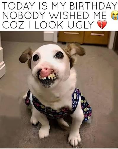 Would you wish a happy birthday to an ugly, injured dog?