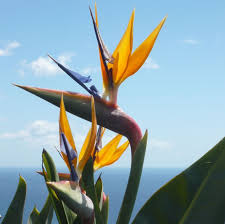 Смотреть видео про aeroporto internacional madeira cristiano ronaldo. Der Flughafen Madeira Cristiano Ronaldo Jetzt Informieren Picotours