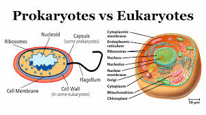 What are the differences between prokaryotic cell and eukaryotic cell. Top 40 Difference Between Prokaryotes And Eukaryotes