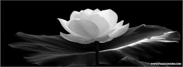 Black And White Flower Facebook Cover Photos Lotus Facebook Covers White Lotus Flower Black And White Flowers Black And White Landscape