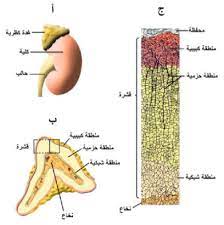 pin by chemistry on الحيوية in 2021 adrenal cortex adrenal glands glands