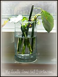 Can You Believe You Can Root Roses From Your Bouquet My Humble Home And Garden Rooting Roses Growing Roses Planting Roses
