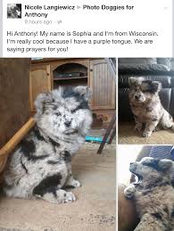 Their coat also comes in a variety of other colors including solid black or. Chow Chow Aussie Mix Breeder Is In Wisconsin Mixed Dogs Breeds Cute Animals Cute Dogs