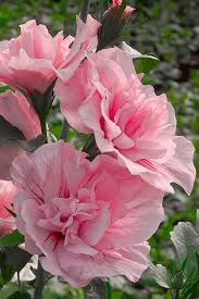 Image result for Hibiscus syriacus ´Pink Chiffon