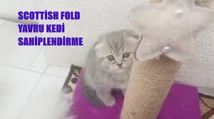 Yavru Kediler Scottish Fold Kedi Sahiplendirme Youtube