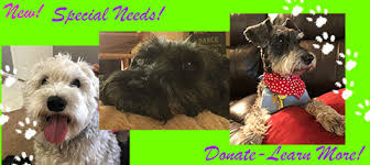 Cincinnati oh 45246 | 11.3 miles away. Schnauzer Rescue Cincinnati