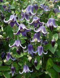 Check spelling or type a new query. Clematis Gallery 157 International Clematis Society Clematis Clematis Plants Garden Vines