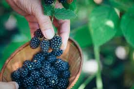 Blackberry provides enterprises and governments with the software and services they need to secure the blackberry has transformed itself from a smartphone company into a security software and. 6 Must Visit Farms For Summer Produce And Berry Picking Houstonia Magazine