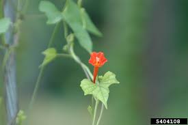 Image result for Ipomoea coptica