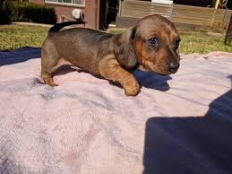 Browse dachshund puppies for sale nearby. Miniature Dachshund Puppies Sandton Dachshund Puppies Dog Breeders Gallery