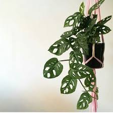Een Favoriet Bij Veel Urban Jungle Lovers De Monstera Obliqua Ofwel De Groene Gatenplant Extra Mooi In Een Hangpot Hanging Plants Plants Trees To Plant