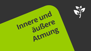 Da gibt es zum einen die innere atmung und zum anderen die äußere atmung. Die Innere Und Aussere Atmung Eine Erklarung Biologie Humanbiologie Youtube