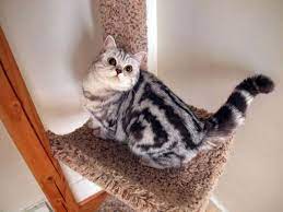 Silver Classic Tabby British Shorthair Www Cheshirerose Com British Shorthair British Shorthair Cats Pretty Cats