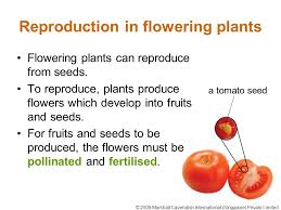 Nonflowering plants are divided into two main groups—those that reproduce with dustlike particles called spores and those that use seeds to reproduce. Flowering And Non Flowering Plants Ppt Video Online Download