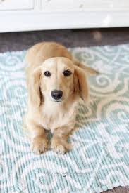 Member in good standing of valparaiso kennel club barn hunt association, llc national miniature dachshund club,inc. Dams
