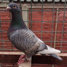 Pin On Racing Pigeons