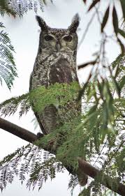 Image result for Bersama swynnertonii