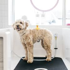 We are located near hutchinson, mn. Goldendoodle News Bubbly Paws Self Service Dog Wash And Grooming