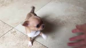 See more ideas about chiweenie puppies, puppies, chiweenie. Chihuahua Puppies For Sale Inland Empire Petsidi