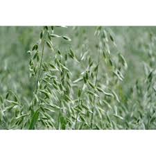 Image result for Avena sativa