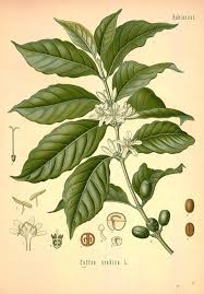 Image result for Coffea mufindiensis