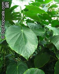 Image result for Piper capense