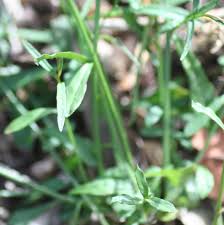 Image result for Wahlenbergia ramosissima