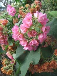 Image result for Dombeya burgessiae